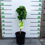 Mini hruška nízkokmenná (Pyrus communis) ´SUNRISE´® - výška 40-60 cm, kont. C7L
